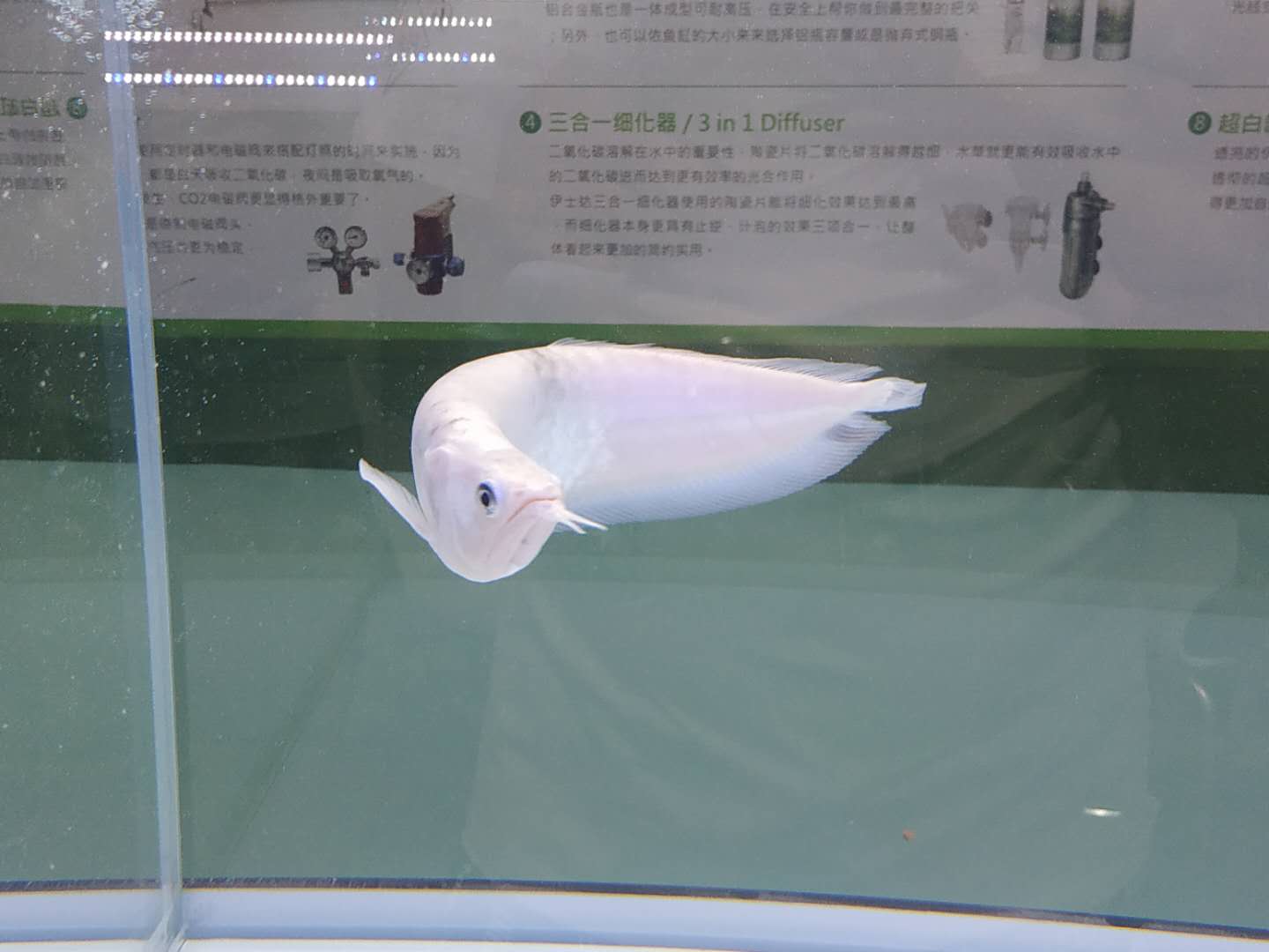 十大顶级巨型观赏鱼视频播放,顶级观赏鱼高清全屏视频