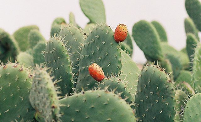 仙人掌补水面膜精华版,好物补水面膜