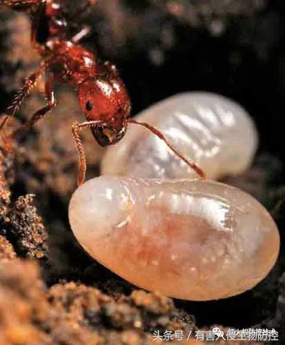 生物入侵红火蚁视频,红火蚁为什么是入侵物