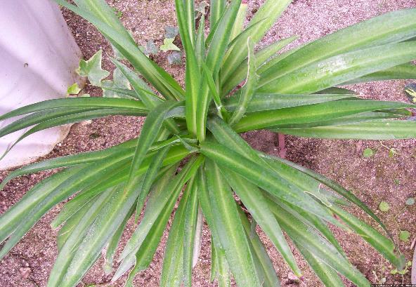 水养绿萝用什么药片养,吊兰绿萝玻璃瓶水养