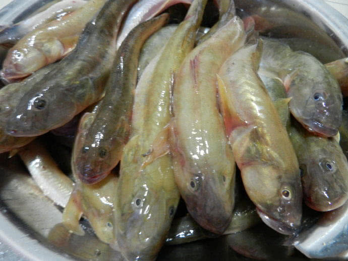 观赏鱼长得像鲶鱼是什么鱼,体型大只像鲶鱼一样的鱼