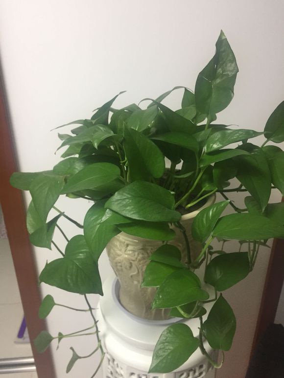 扦插的绿萝叶子发蔫发黄,冬天在空调房里绿萝叶子发黄发蔫