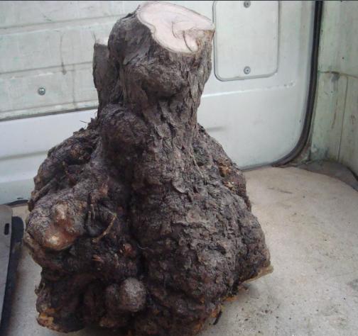 农村不起眼的树,农村常见却又被忽视的好木头