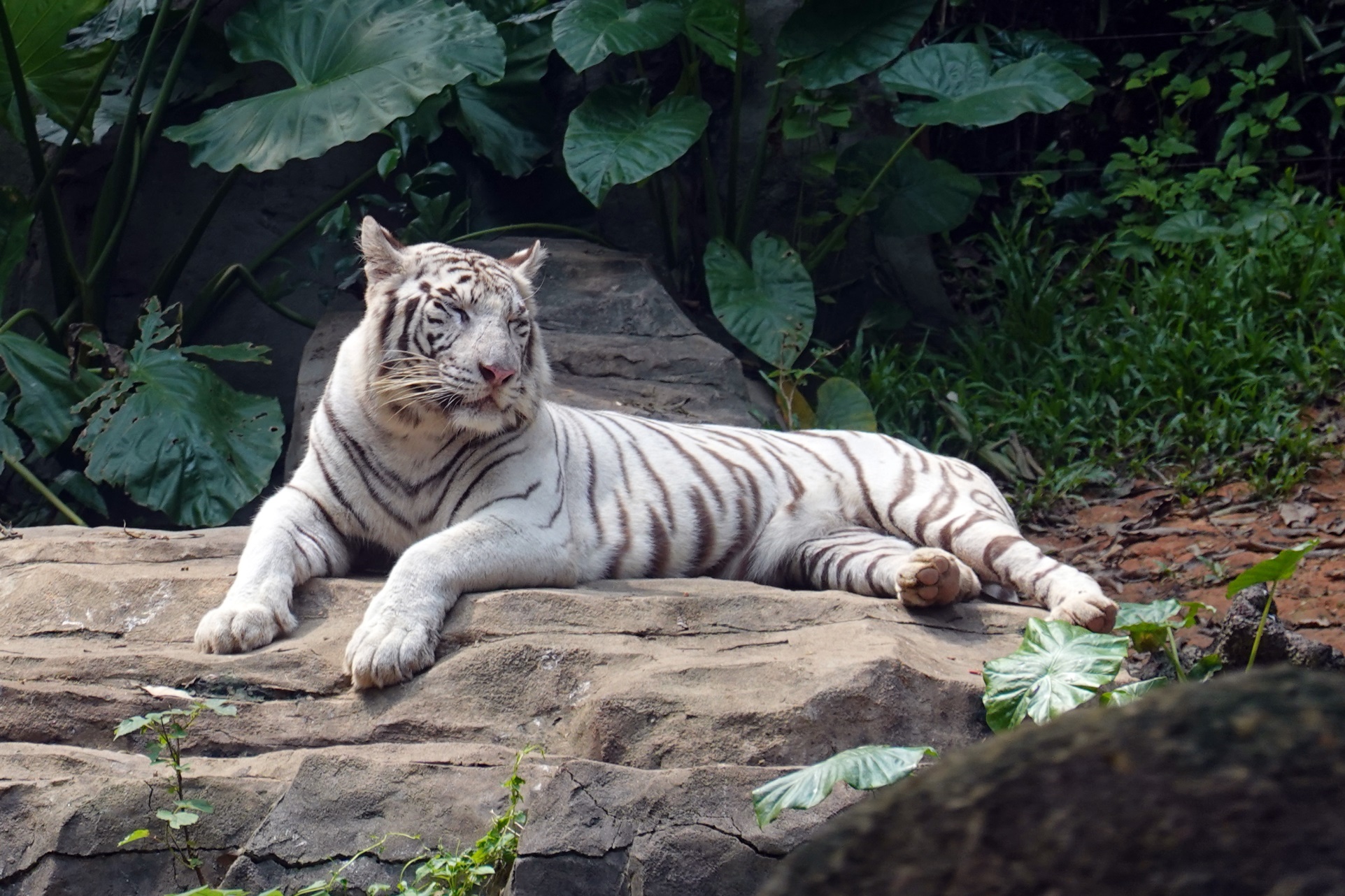 有舍有得，RX100M6长隆野生动物园中秋行摄记