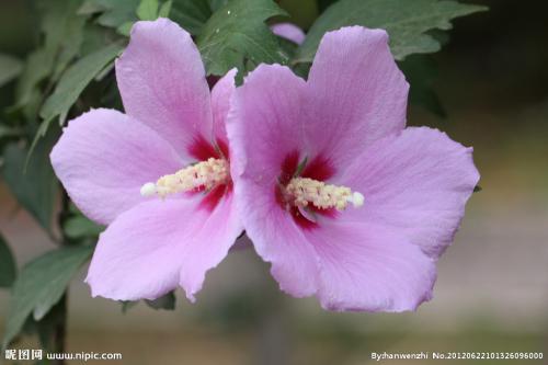 养花方法大全,花店一般怎么养花护花