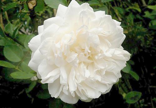 养花方法大全,花店一般怎么养花护花