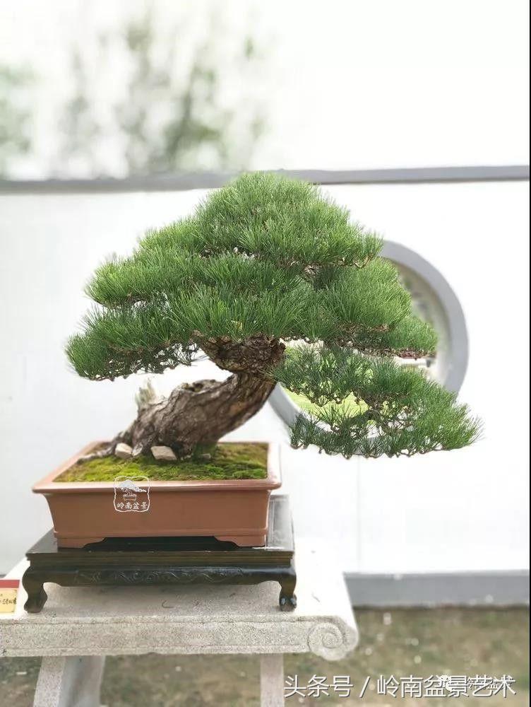 百年精品流苏老桩盆景,精品南天竺盆景