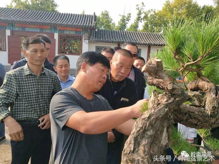 百年精品流苏老桩盆景,精品南天竺盆景