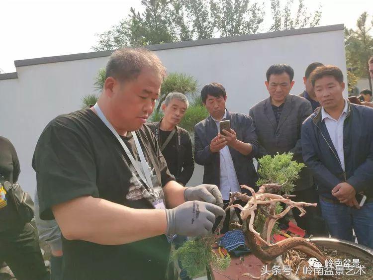 百年精品流苏老桩盆景,精品南天竺盆景