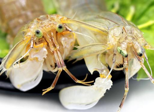 皮皮虾怎么挑有肉有黄,如何挑肉质肥美的皮皮虾