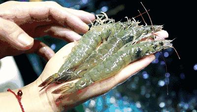 被鲈鱼扎了手指会中毒吗,被鲈鱼扎了手指怎么办