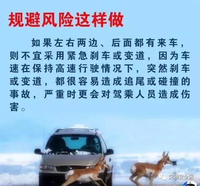 高速上遇到动物了正确处理方法,救命贴