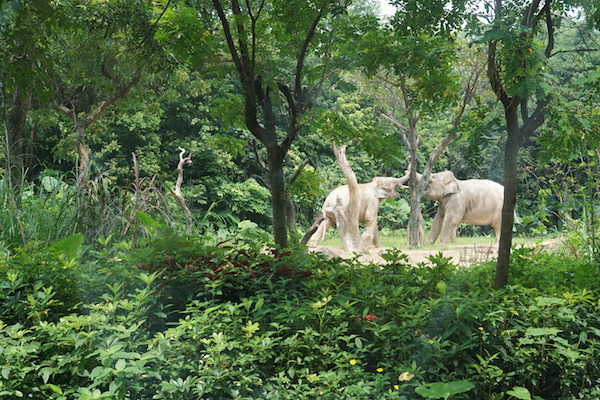 黑色十一代本田雅阁自驾游,本田雅阁轿车自驾游的真实生活