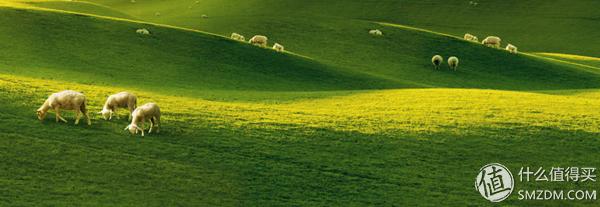 猫罐头推荐主食罐头,宠物全价猫罐头