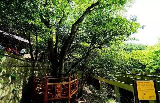 世界上有各种各样的树你听说过,世界上最美的树的排名