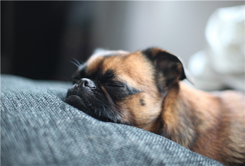 6岁小男孩被疯狗咬伤仅13天离世，专家建议：狂犬疫苗越早打越好