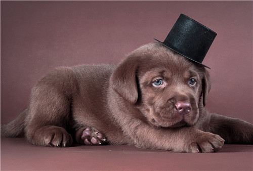 狗狗排尿次数少你还在偷偷乐？省事背后的健康隐患不容忽视