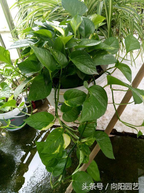 养绿萝做好这几点轻松养爆盆,绿萝要这样养才容易爆盆