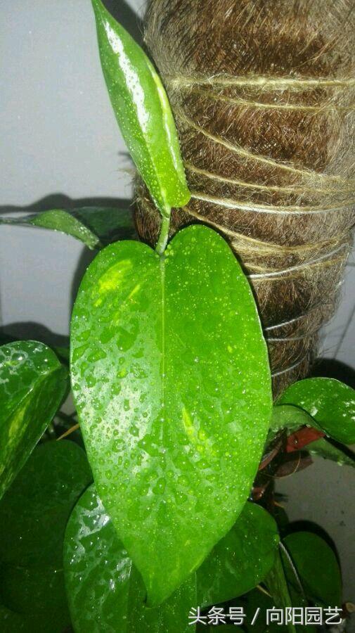 养绿萝做好这几点轻松养爆盆,绿萝要这样养才容易爆盆