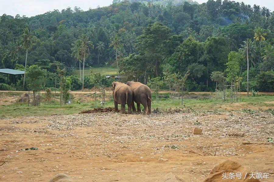 开学“B计划”之，印象斯里兰卡（一）！