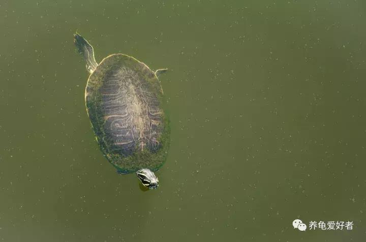 龟不沉水怎么办,西非龟一直浮在水面