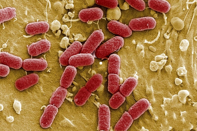 袜子和内裤一起洗导致炎症,袜子和内裤一起洗得病了