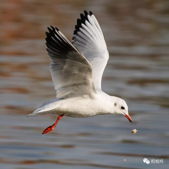单评｜为啥选7RⅢ做你的视频机？