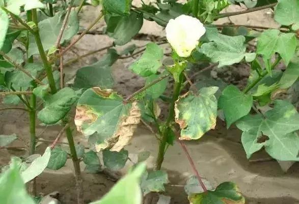 枯黄萎·镰刀菌病，植物得了真要命！绝杀枯黄萎，这招快准行！