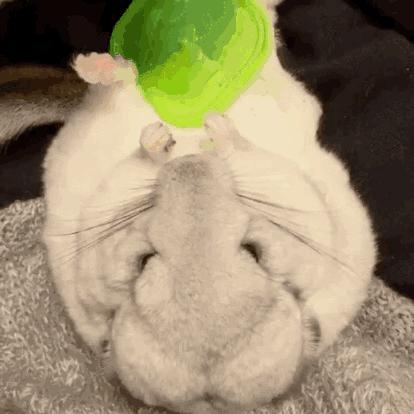 养龙猫的十大坏处,什么人最适合养龙猫