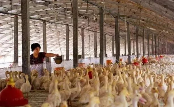 养殖一万只下蛋鸭子利润,养殖一万只鸭子要多大场地