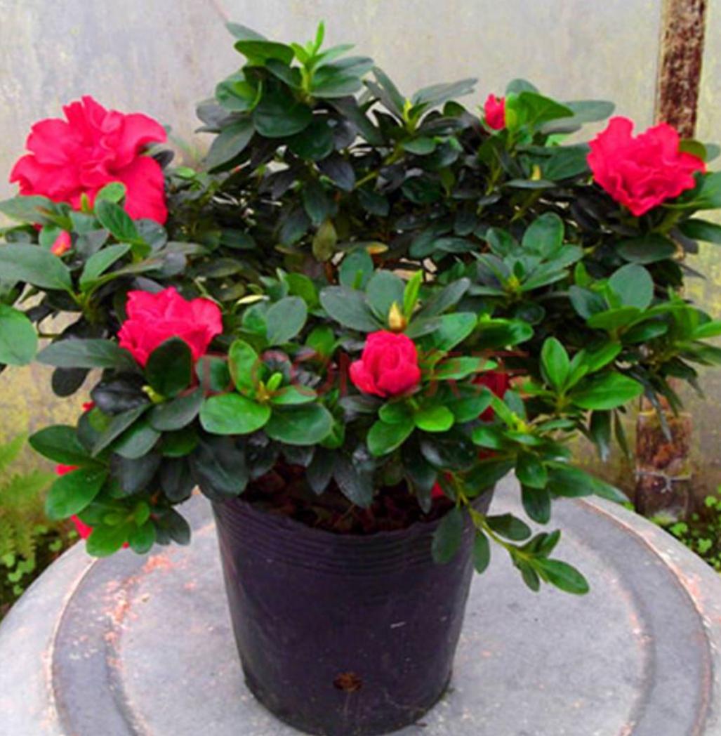 杜鹃花没开多久就掉花什么情况,杜鹃花还没开就干了是怎么回事