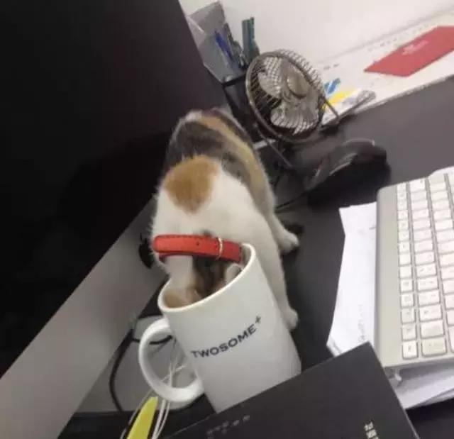 土猫真的好养吗,土猫就不可以养吗