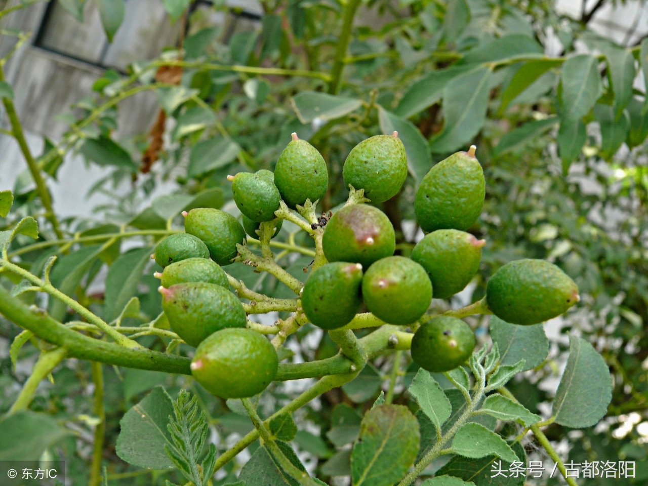 无花果适合什么时间种植,无花果什么时候种植最好