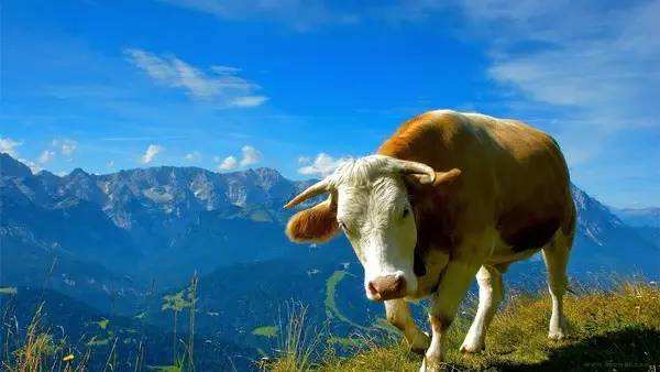 澳洲贝拉米奶粉2段营养怎么样,贝拉米奶粉适合什么宝宝喝