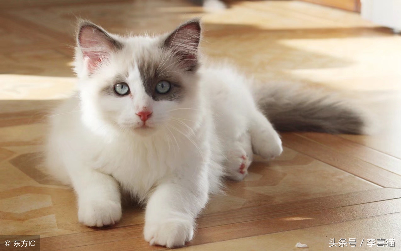 如何给猫咪挑选合适的猫粮,猫咪应该怎么选猫粮