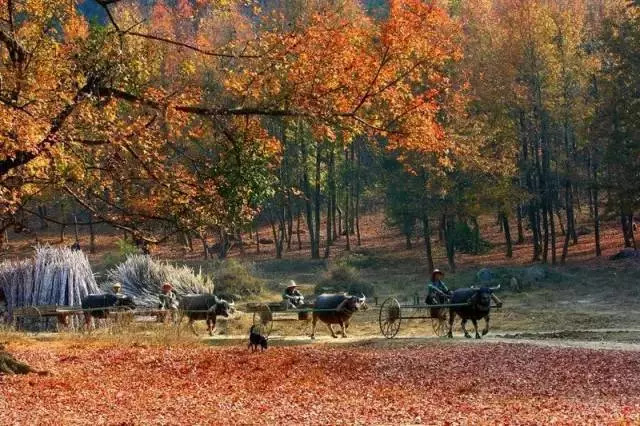 广西秋天最美的地方,广西秋天旅游景点推荐