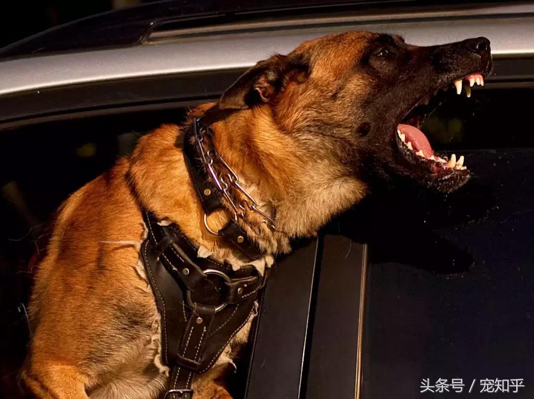 养马犬的十大优缺点,养马犬一般是拿来干嘛