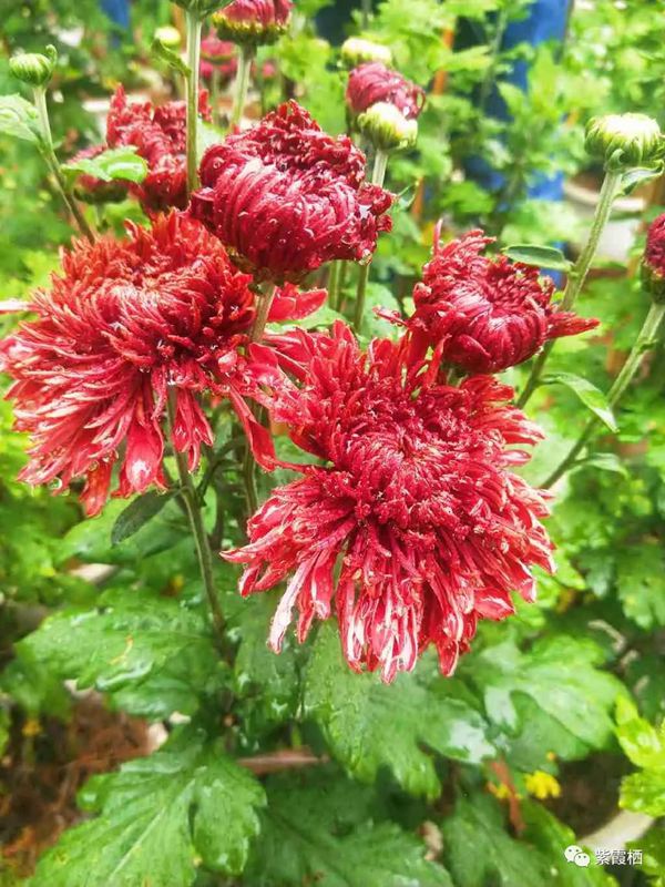 国庆云南周边旅游景点推荐,国庆去云南旅游景点有哪些要求