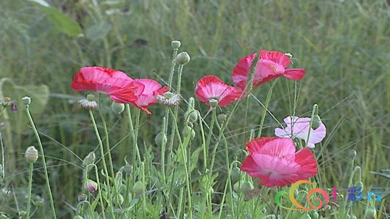 国庆云南周边旅游景点推荐,国庆去云南旅游景点有哪些要求