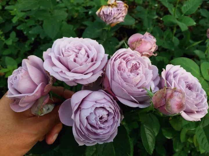 蓝紫色月季品种,39种紫藤品种