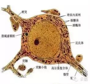 精神病神经病的区别,神经病能治好吗和精神病的区别