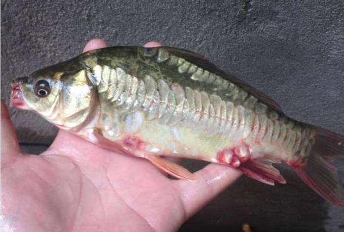 钓到了一条奇怪的鱼像是恐龙,钓到一条鱼样子很奇怪