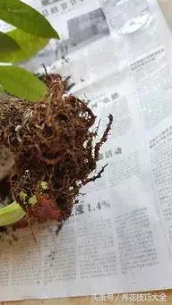 风信子种球发霉了怎么补救,刚买回来的风信子种球怎么处理