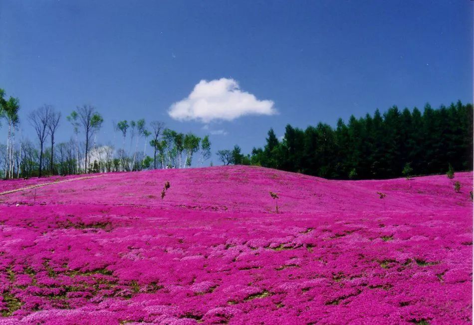 日照花仙子风景区现在能去吗,日照花仙子旅游景区2024年开放吗