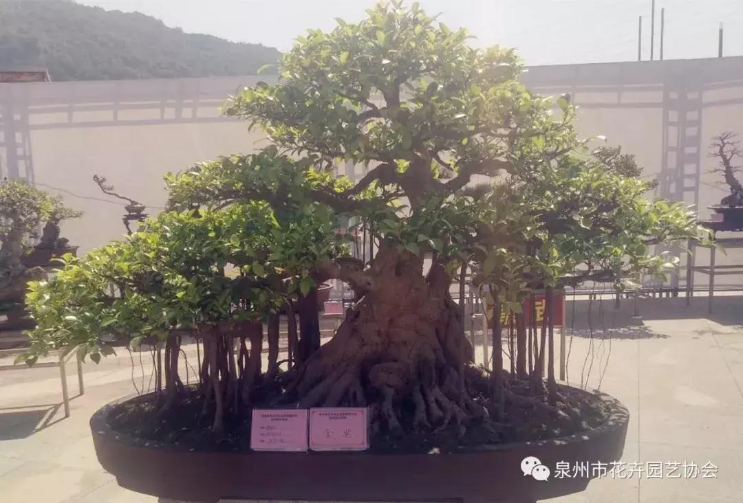 喜迎国庆展风采,迎国庆鲜花展美图