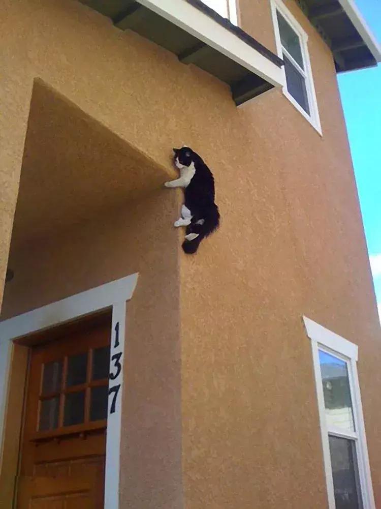 喵星人果然是液体的「科瑞卡爱宠」