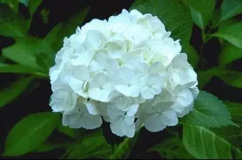 田建队：我的父亲