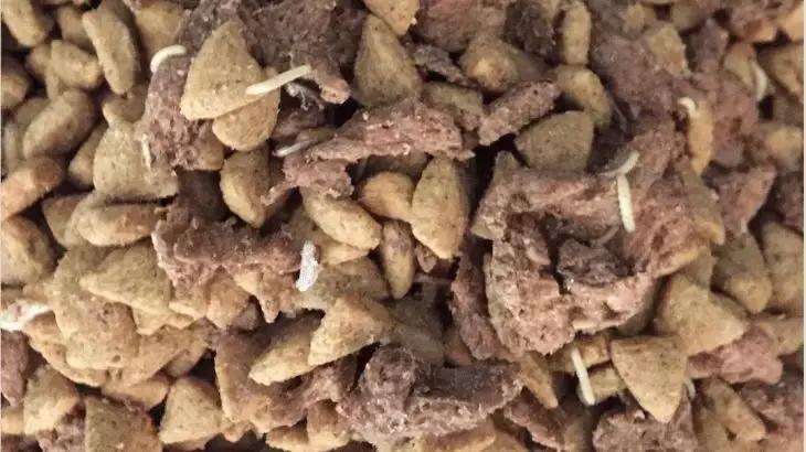 猫狗生虫是什么样的,猫狗吃虫子会生病吗