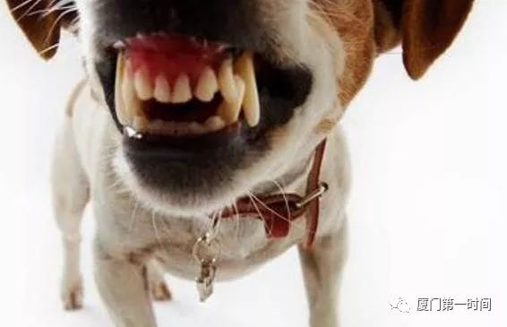 遇到流浪狗怎么防止被狗咬,被流浪狗追如何自救