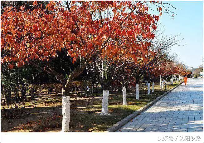 丹东大连鲅鱼圈自驾游,逛吃逛吃专列